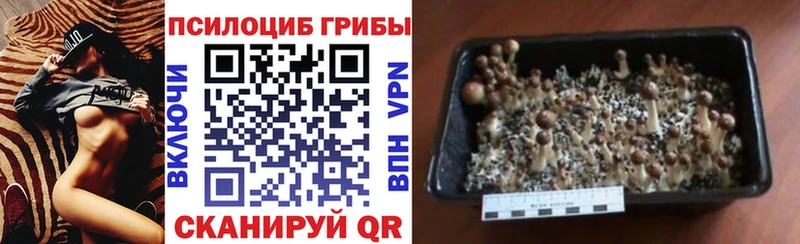 Псилоцибиновые грибы мицелий  Белоозёрский 